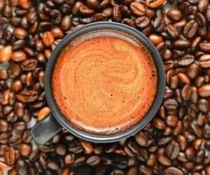 پودر قارچ گانودرما دکتر بیز