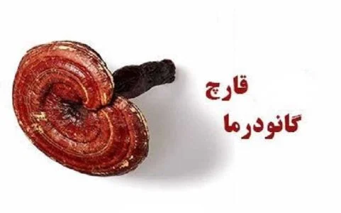 مصرف گانودرما برای زگیل تناسلی