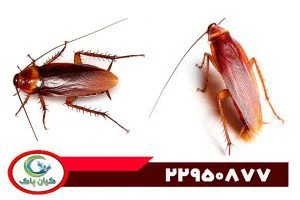 صنعت سم برای سوسک: بهترین راهکارها برای مقابله با آفات خانگی و صنعتی