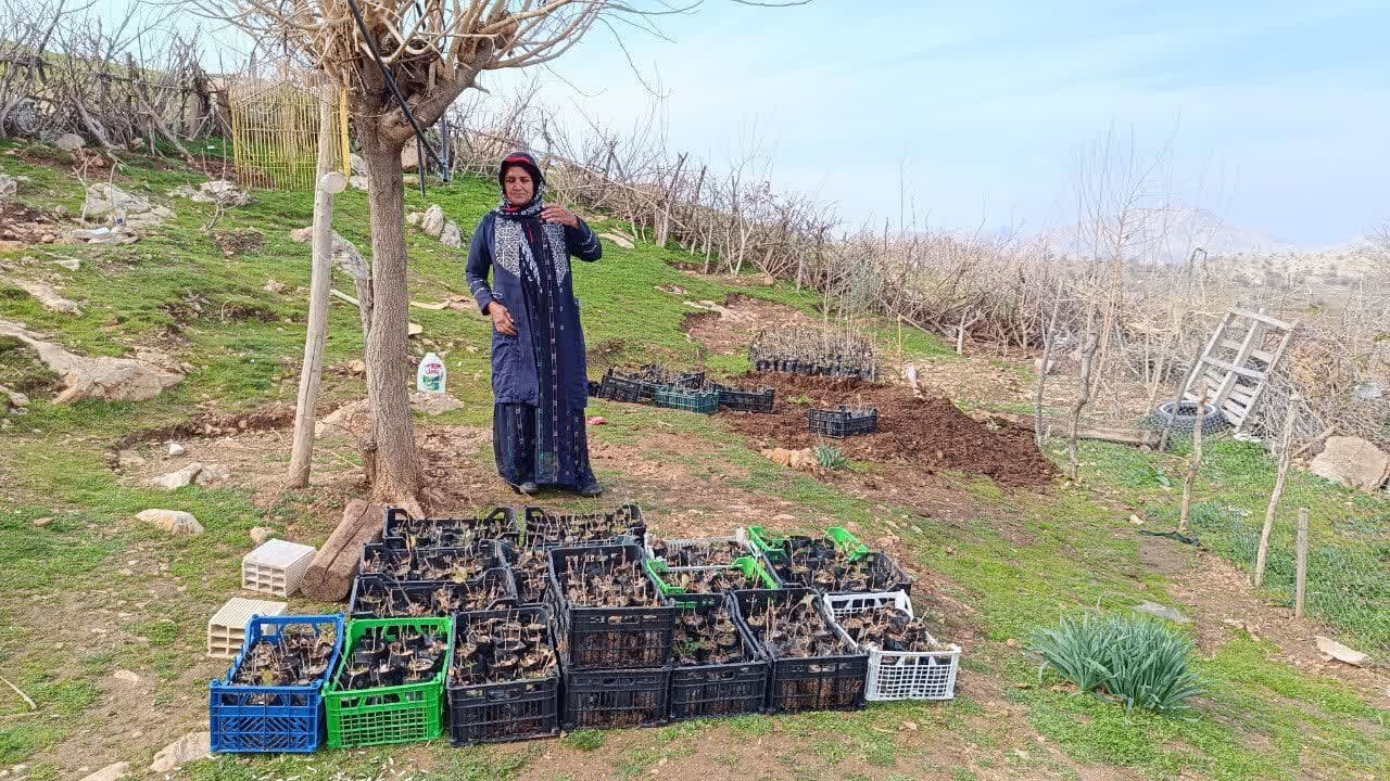 آغاز پرورش بلوط با کاشت ۳۰۰۰ گلدان در دالاهو