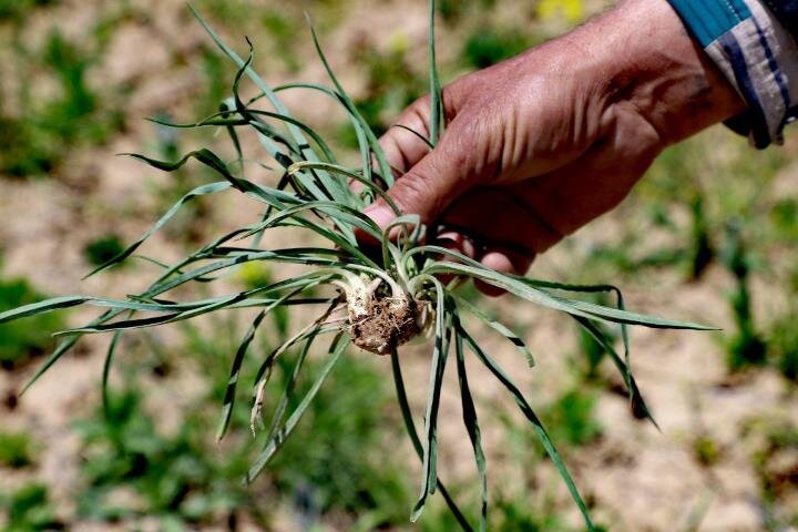 سهم ناچیز ایران در تجارت گیاهان دارویی؛ ۴۴۲ گونه دارویی در هرمزگان شناسایی شده است